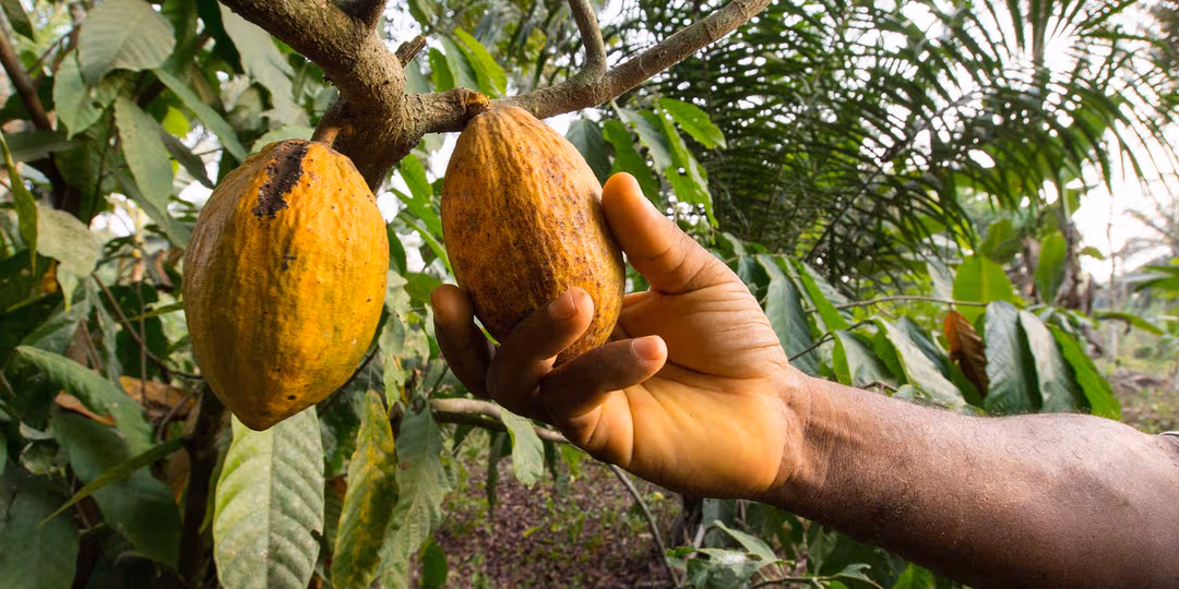 Cocoa Crisis Deepens